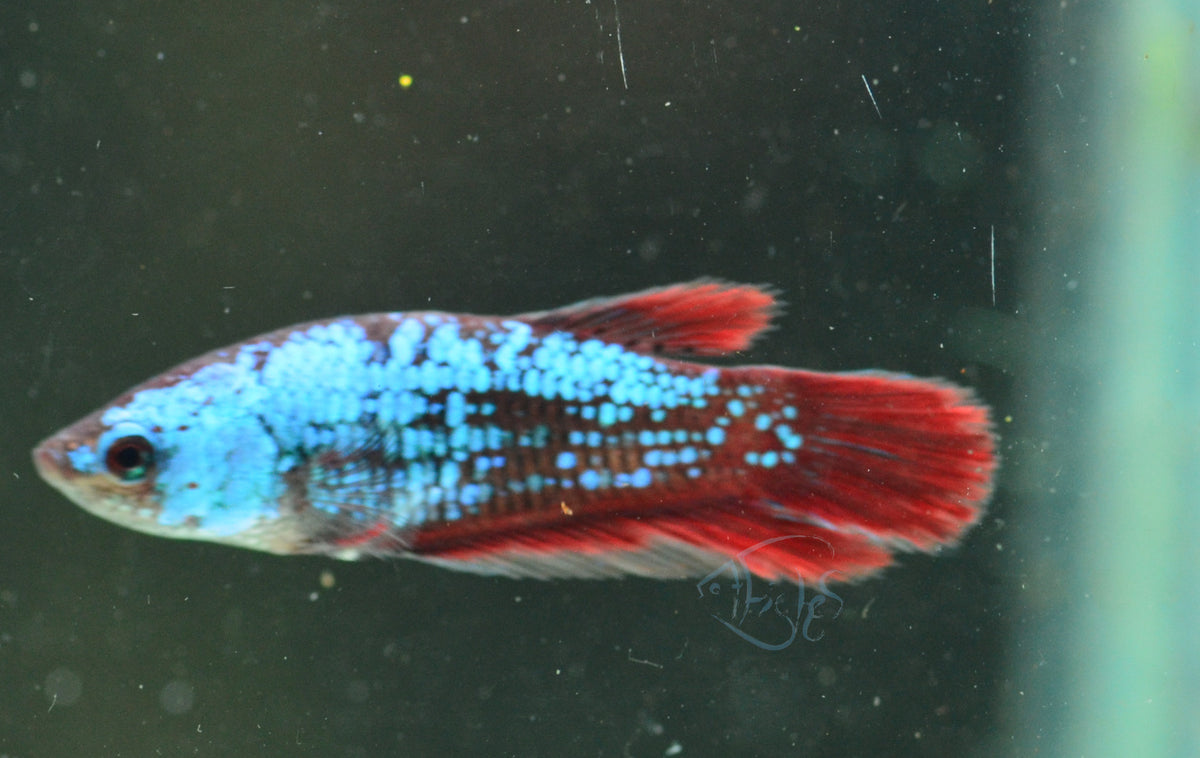 Turquoise Dragonscale Plakat Female