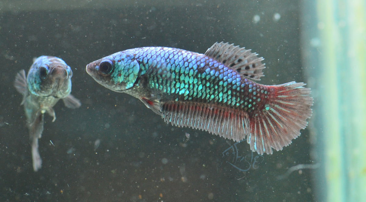 Black Fancy Plakat Female