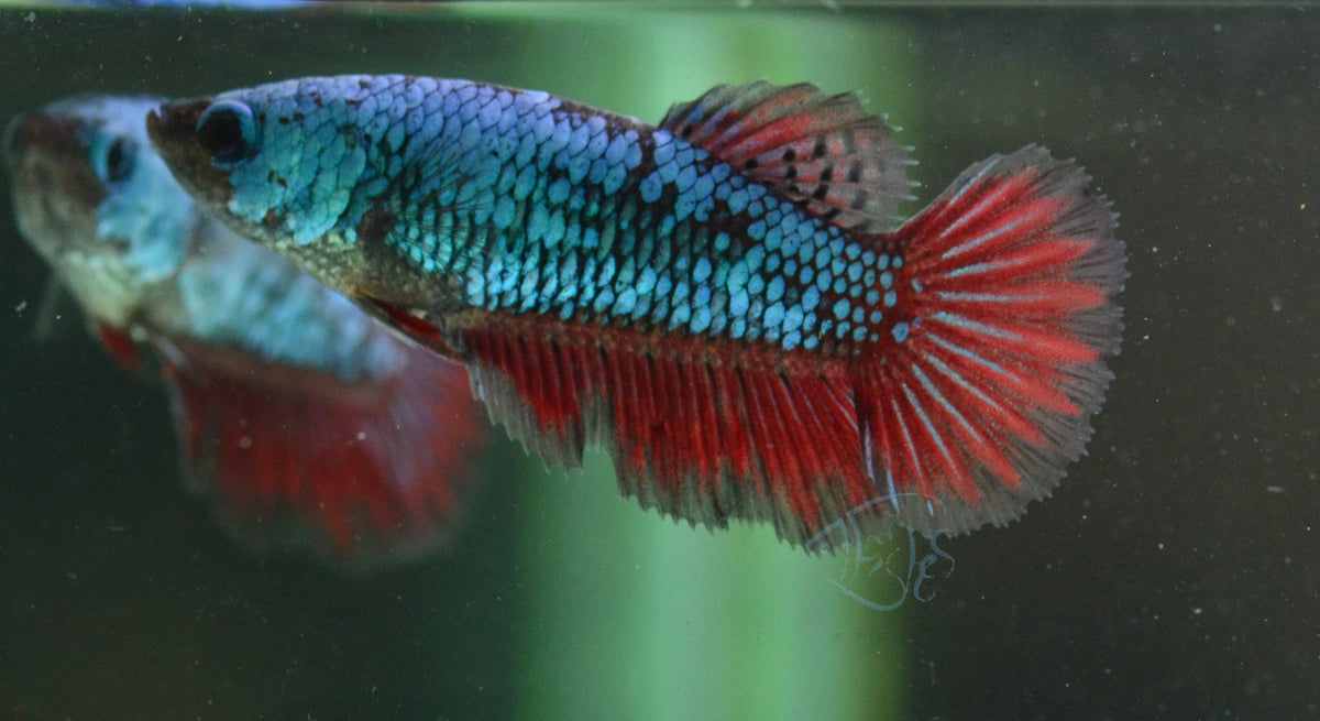 Turquoise Dragonscale Plakat Female