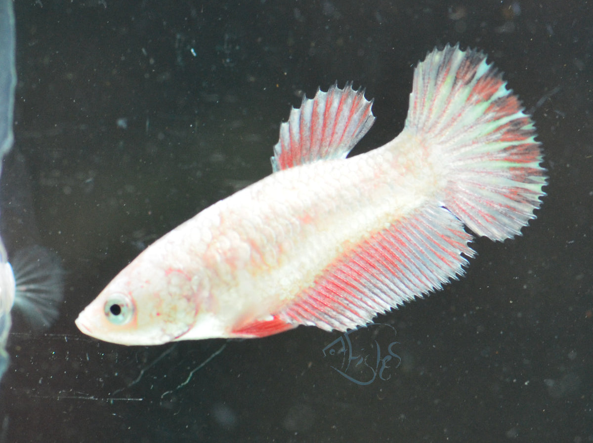 Platinum Marble Plakat Female