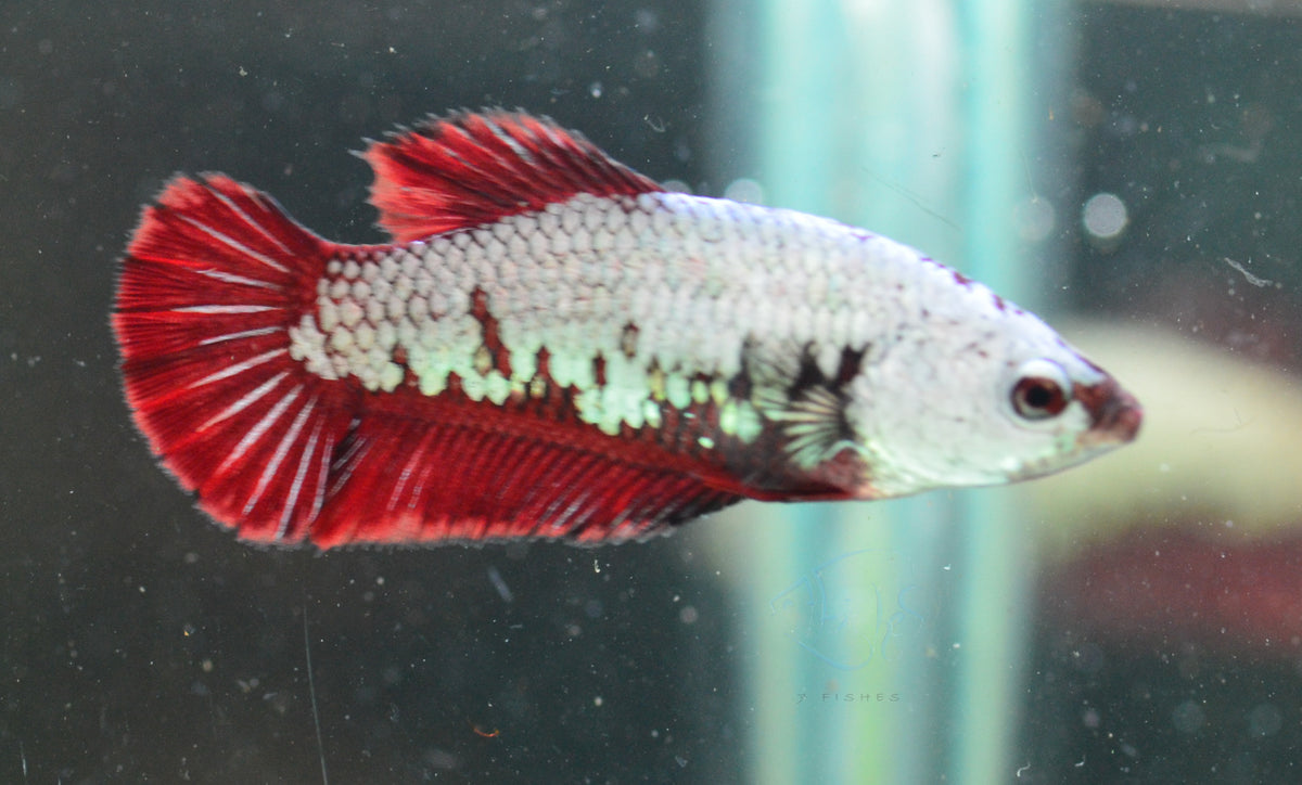 Copper Red Dragon HMPK Female