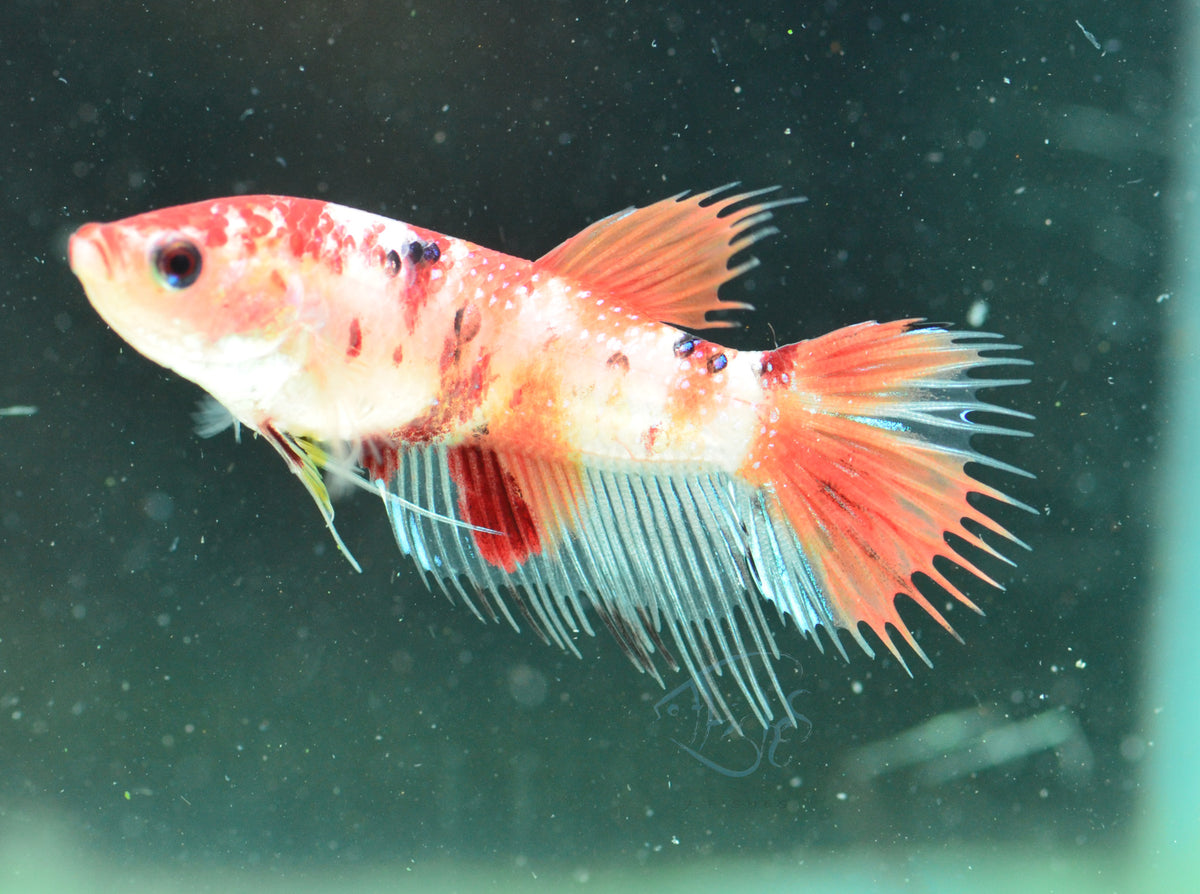 Nemo Crowntail Female