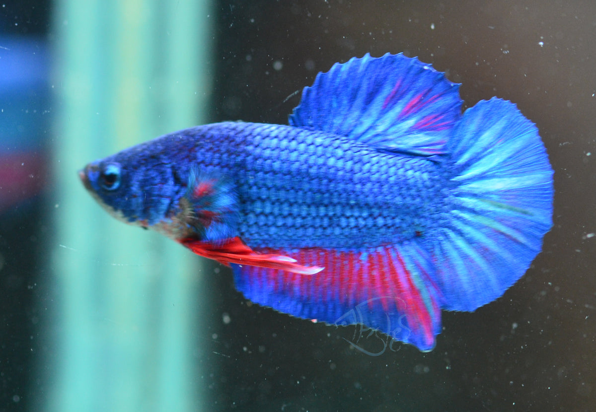 Pastel Bi-Colour HMPK Male