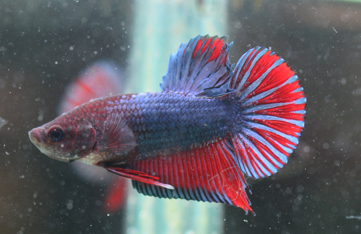 Bi-Colour HMPK Male