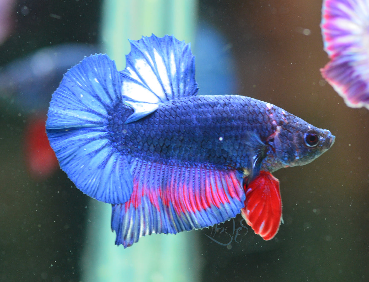 Bi-Colour HMPK Male