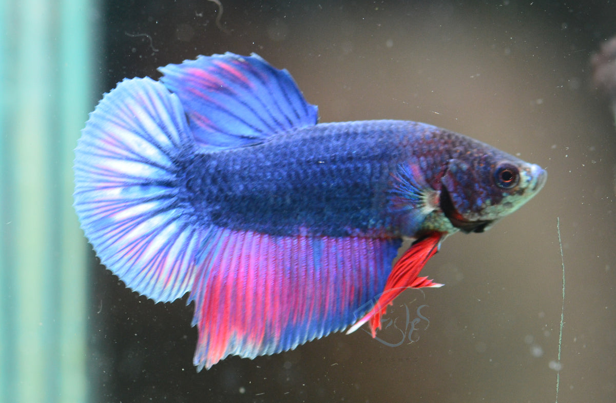 Bi-Colour HMPK Male