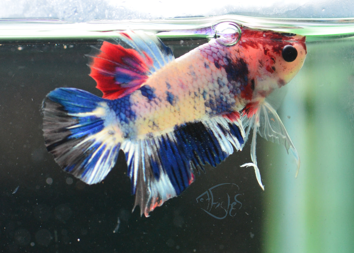 Fancy Koi HMPK Male