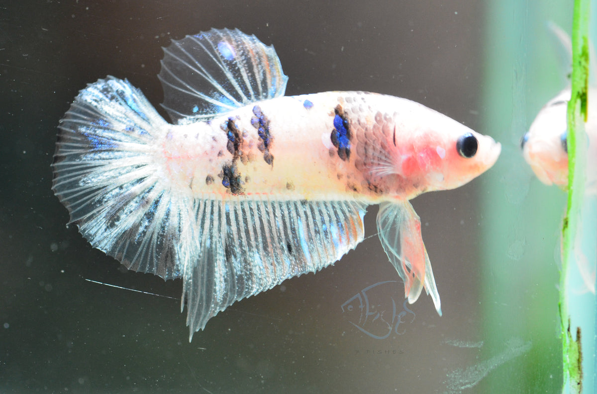 Opal Marble HMPK Male