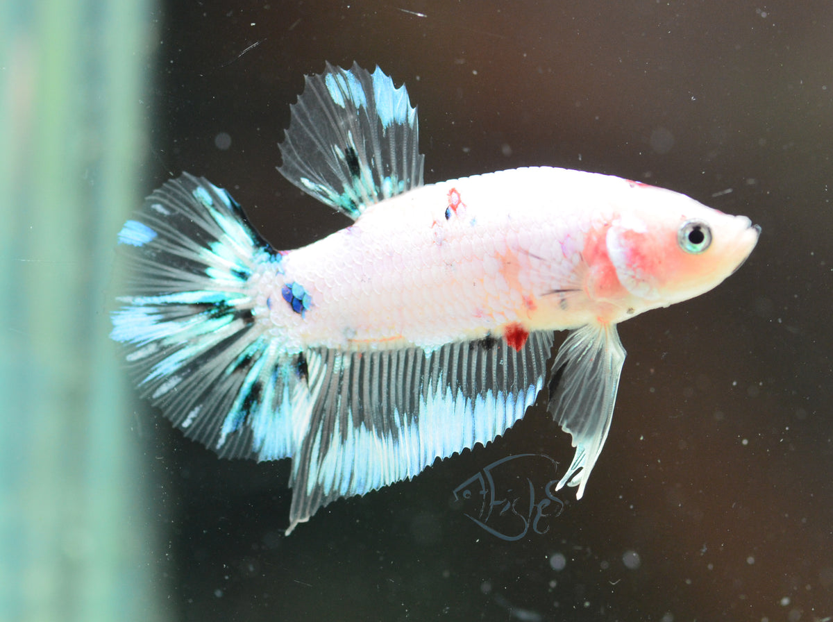 Opal Marble HMPK Male