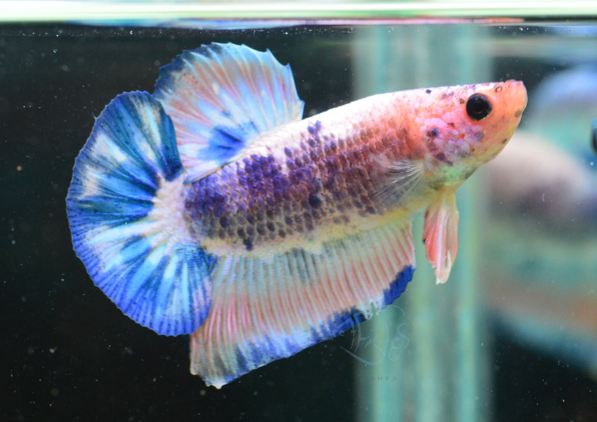 Pastel Marble HMPK Male