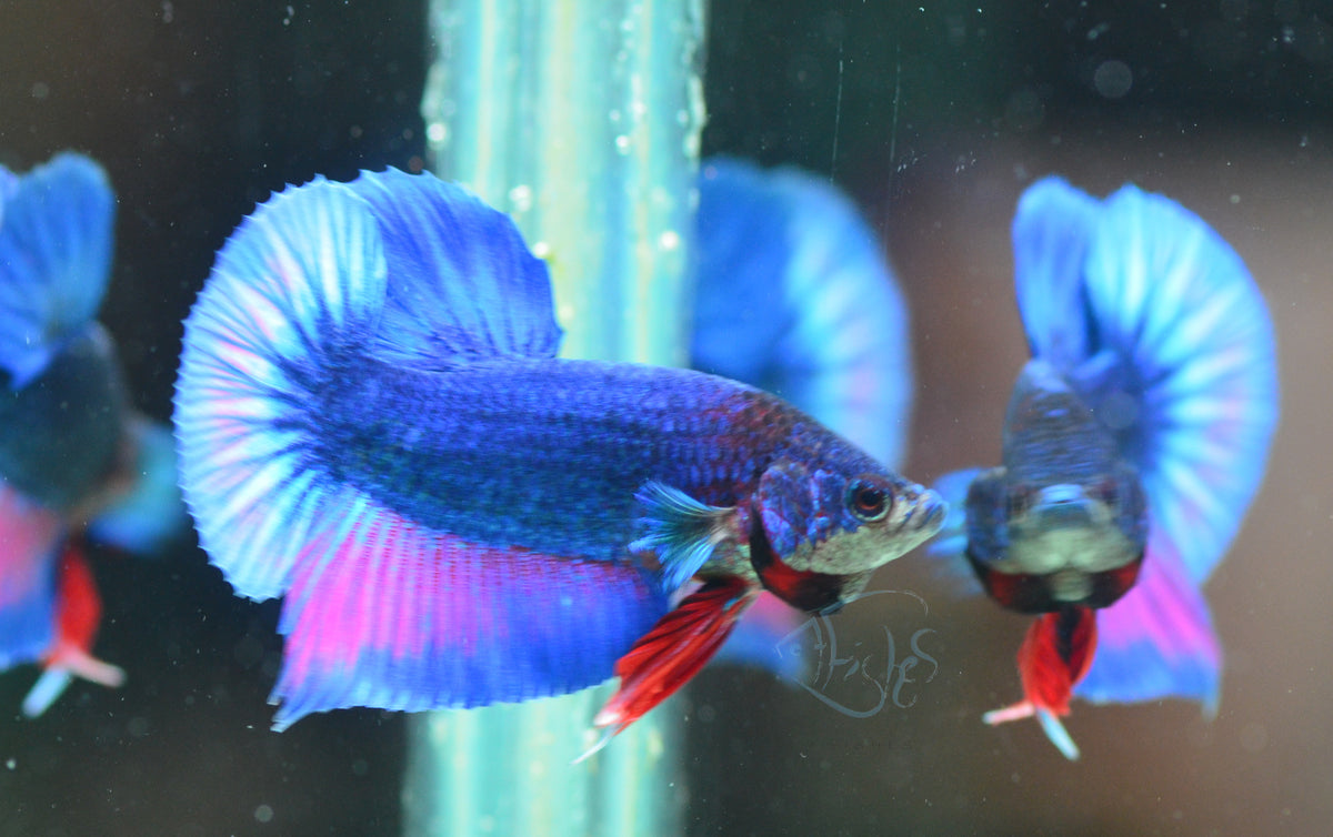 Pastel Bi-colour HMPK Male