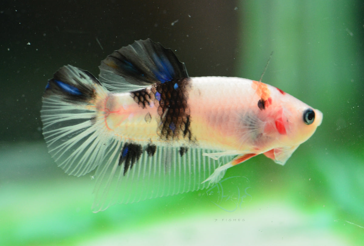 Koi HMPK Male
