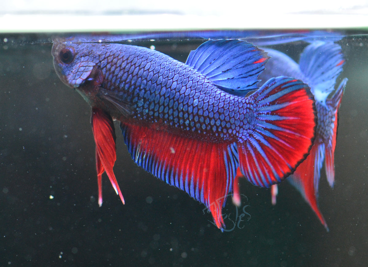 Traditional Bi-colour HMPK Male