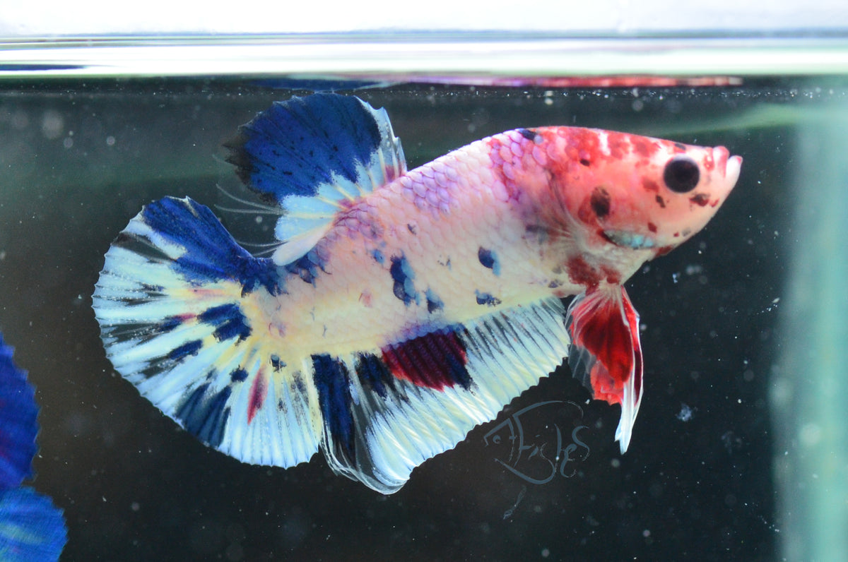 Fancy Koi HMPK Male