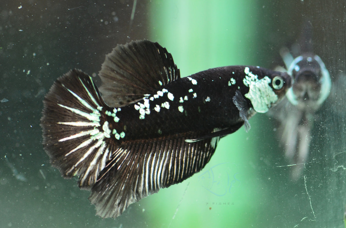 Black Mamba HMPK Male