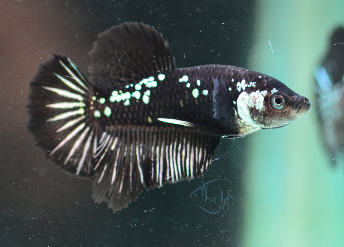 Black Mamba HMPK Male