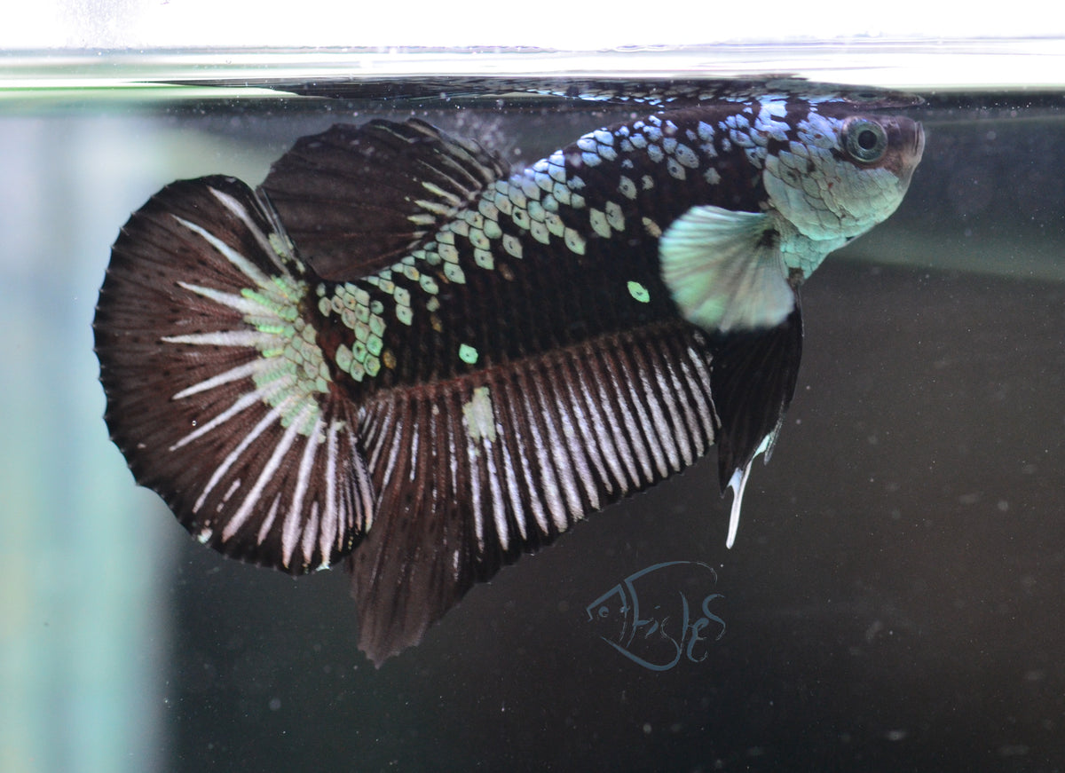 Black Mamba HMPK Male