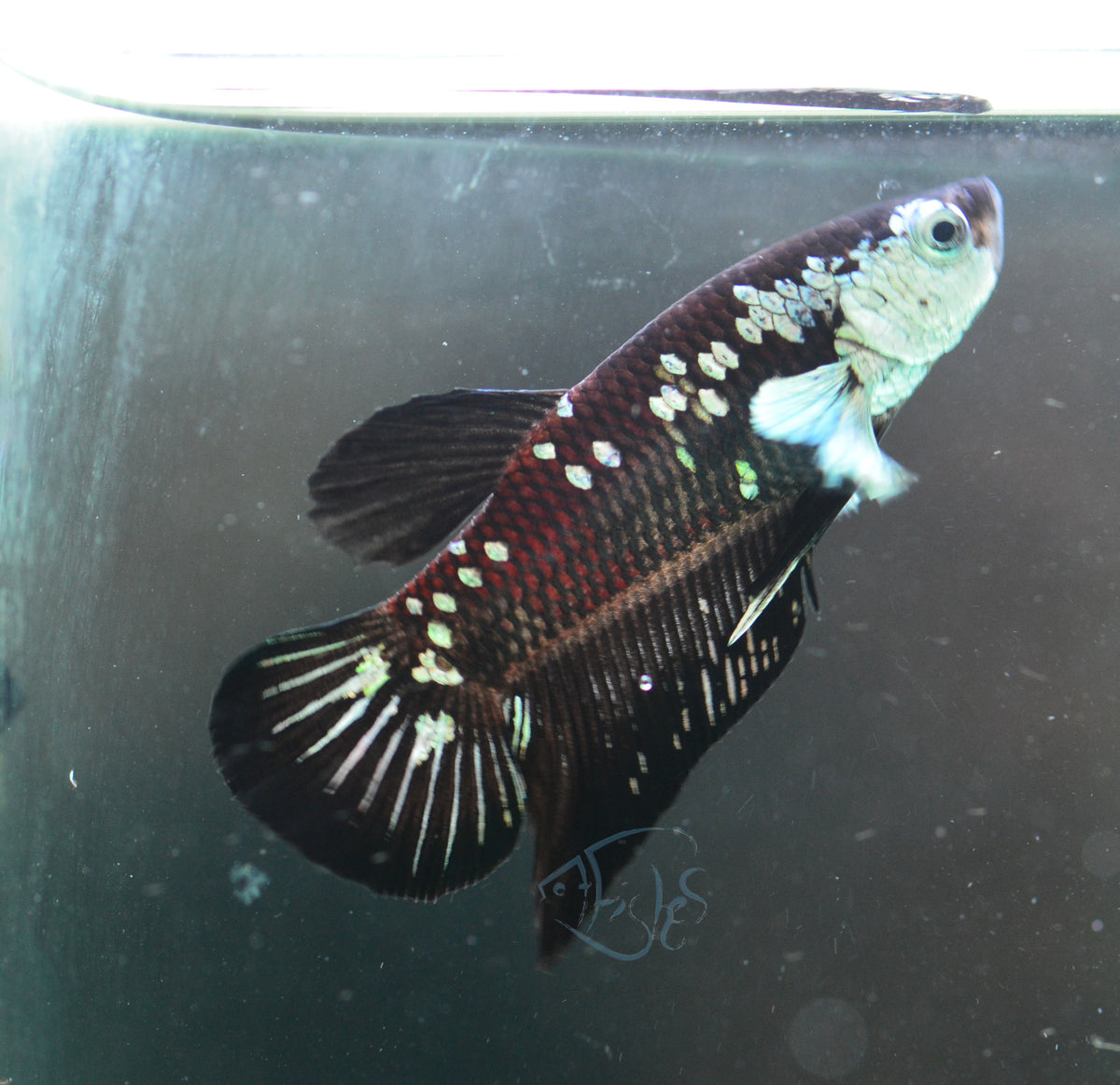 Black Mamba HMPK Male