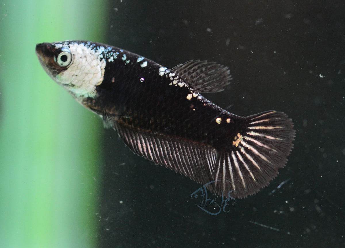 Black Mamba HMPK Female