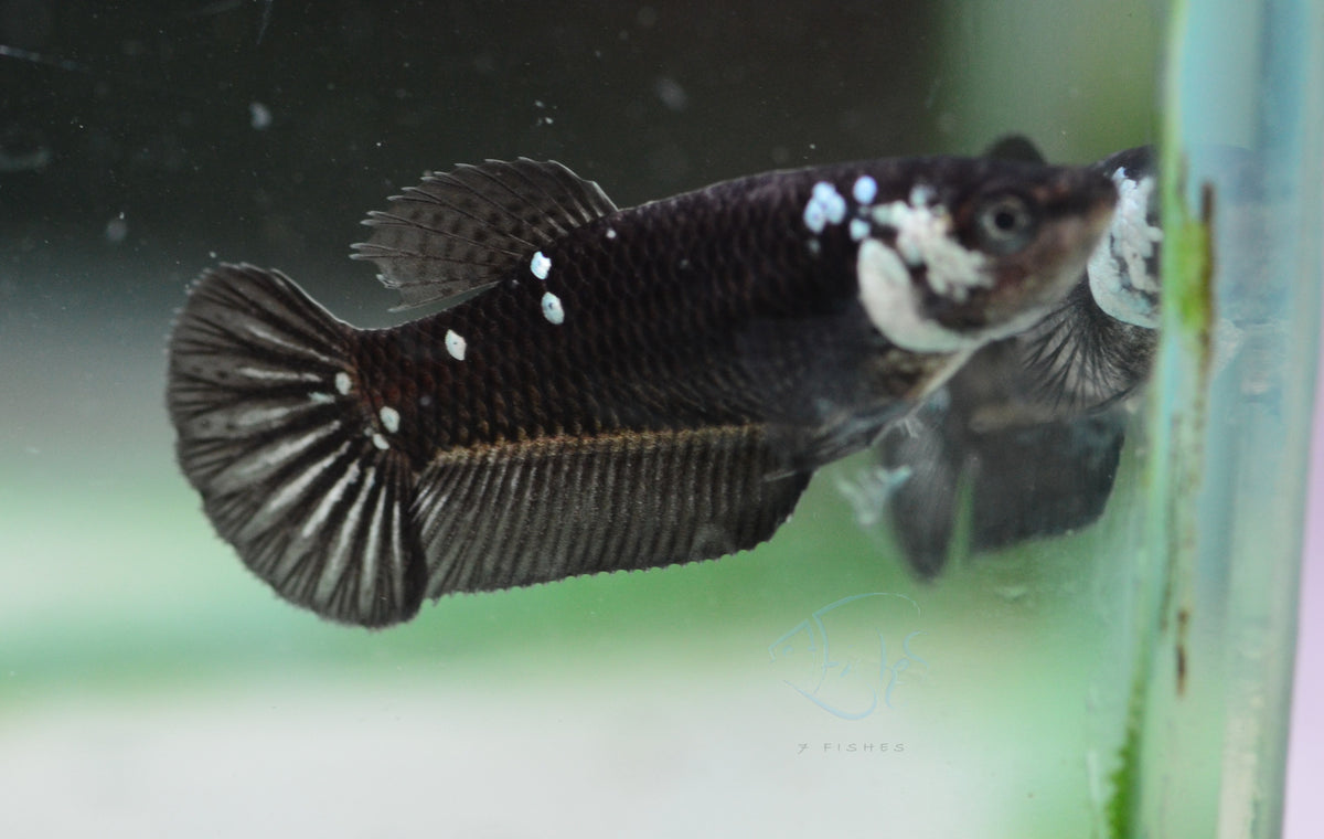 Black Mamba HMPK Female