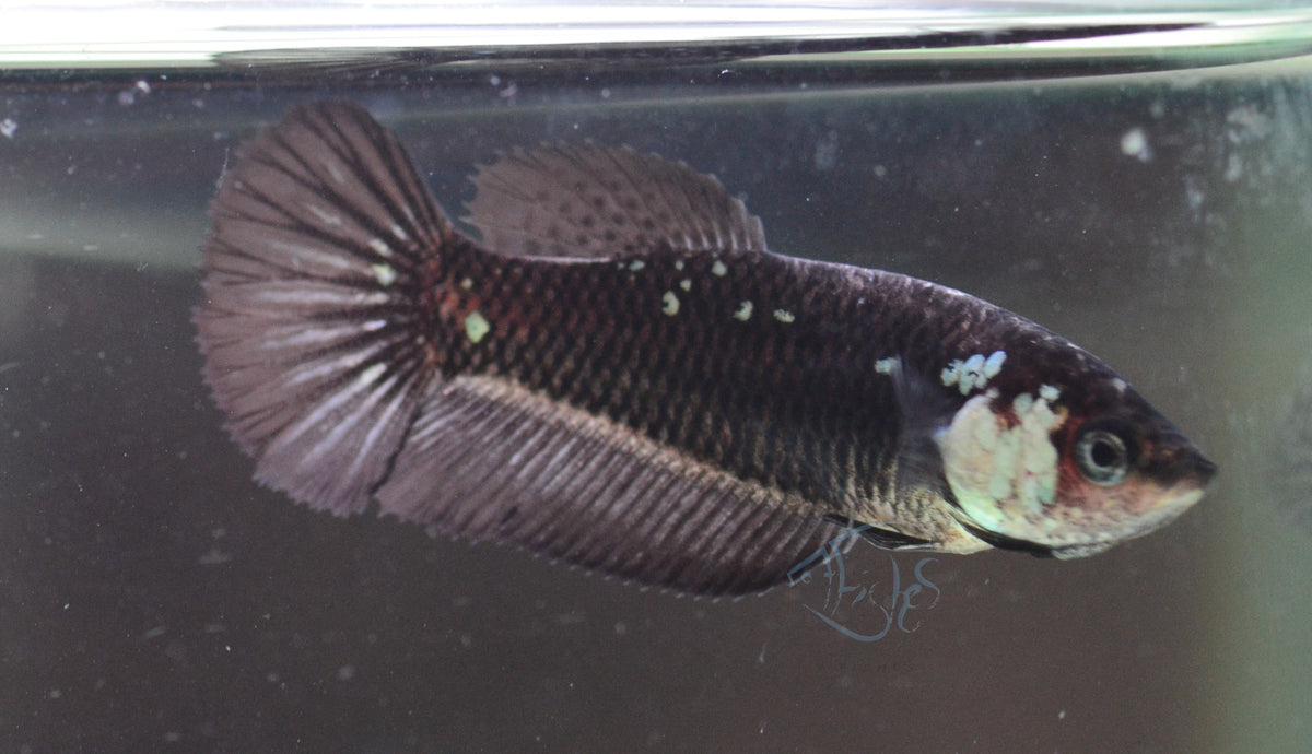 Black Mamba HMPK Female