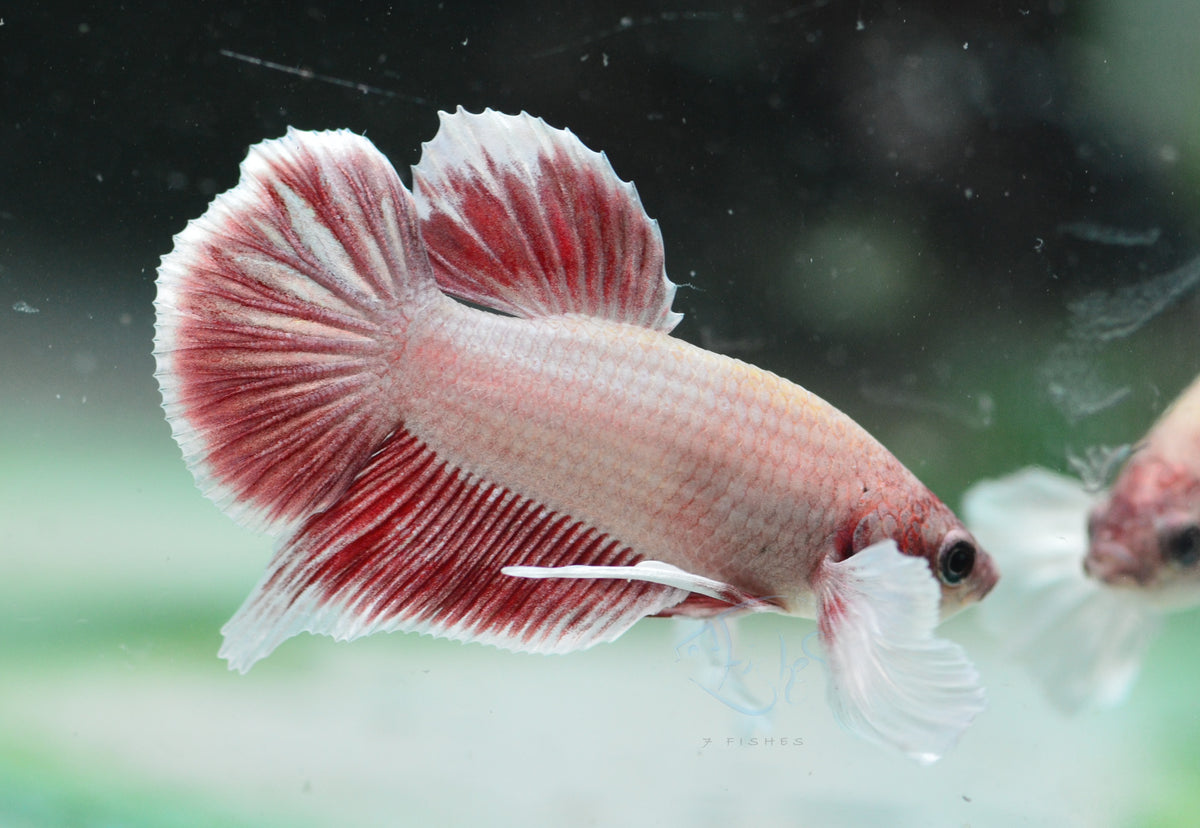 Pastel Red Dumbo HMPK Male