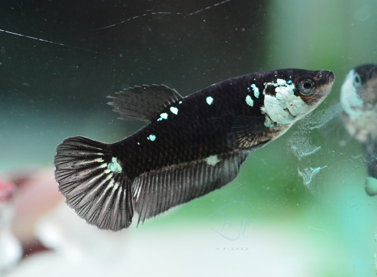 Black Mamba HMPK Female