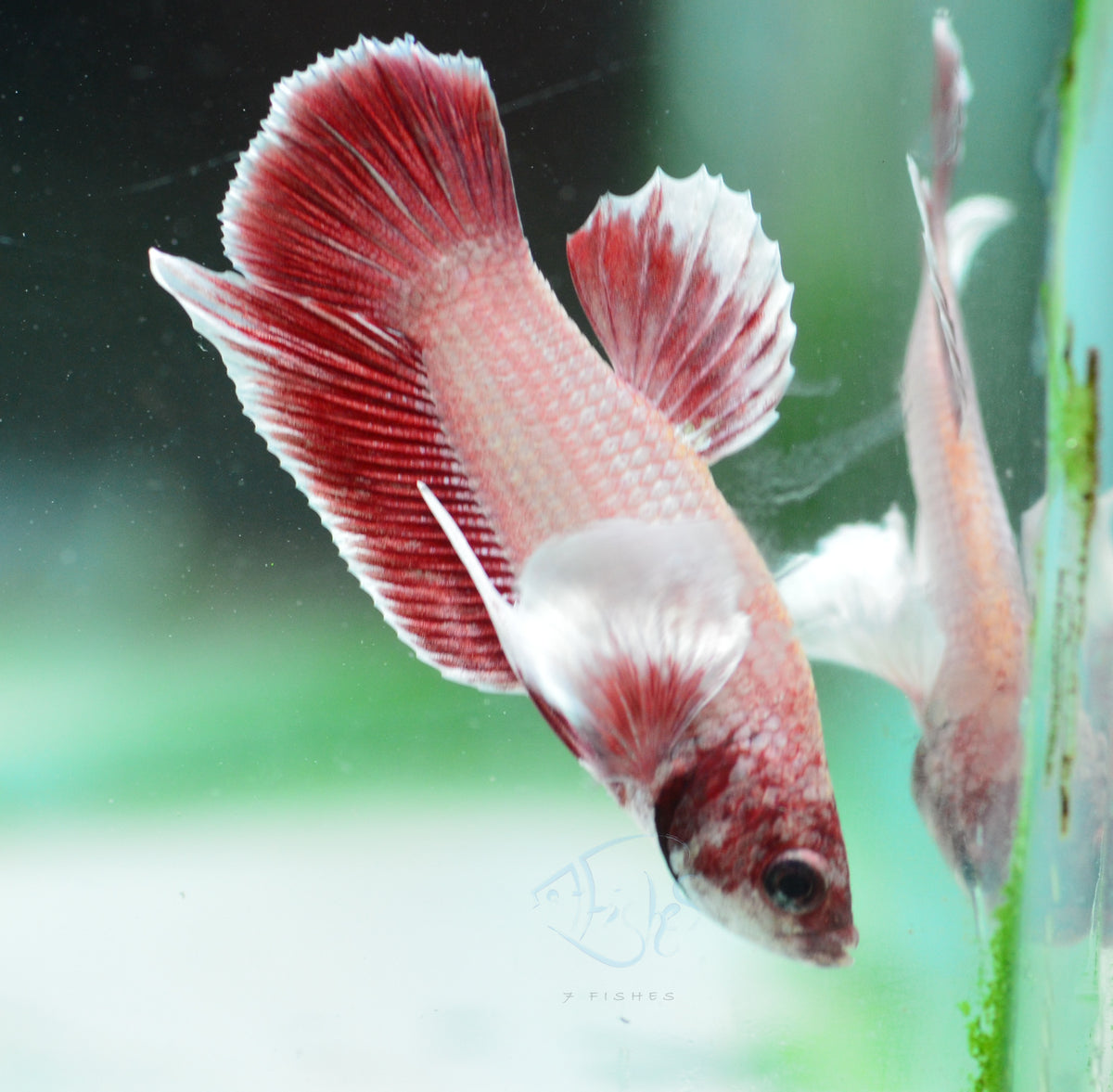 Pastel Red Dumbo HMPK Male