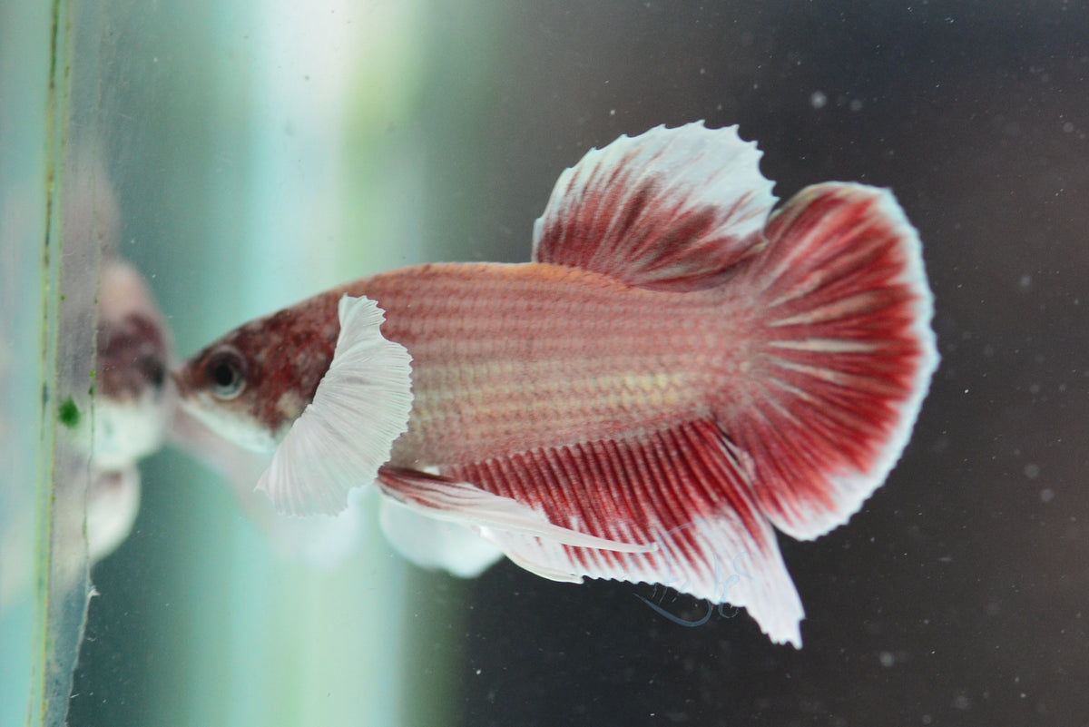 Pastel Red Dumbo HMPK Male