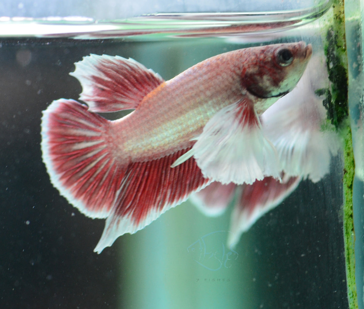 Pastel Red Dumbo HMPK Male