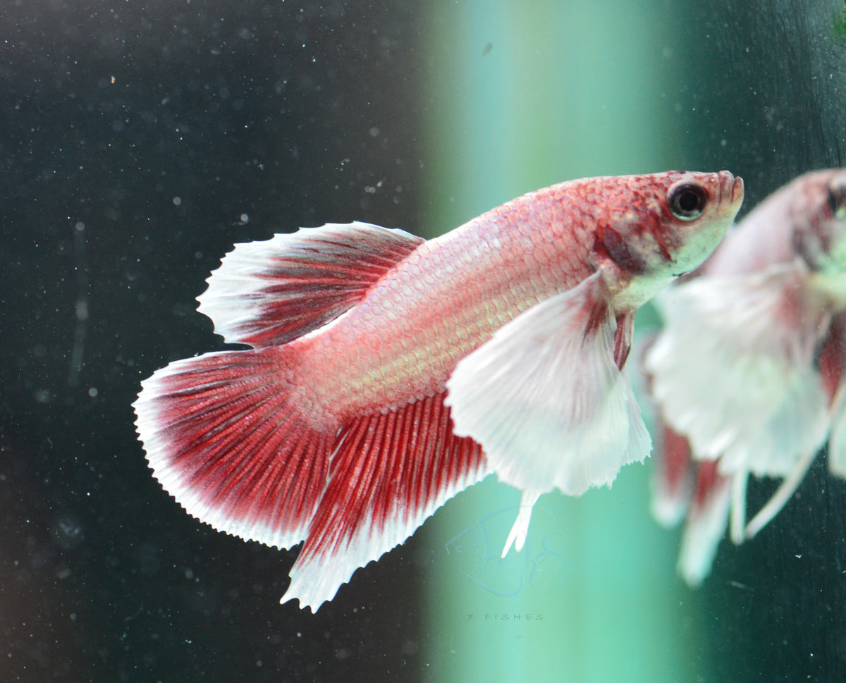 Pastel Red Dumbo HMPK Male
