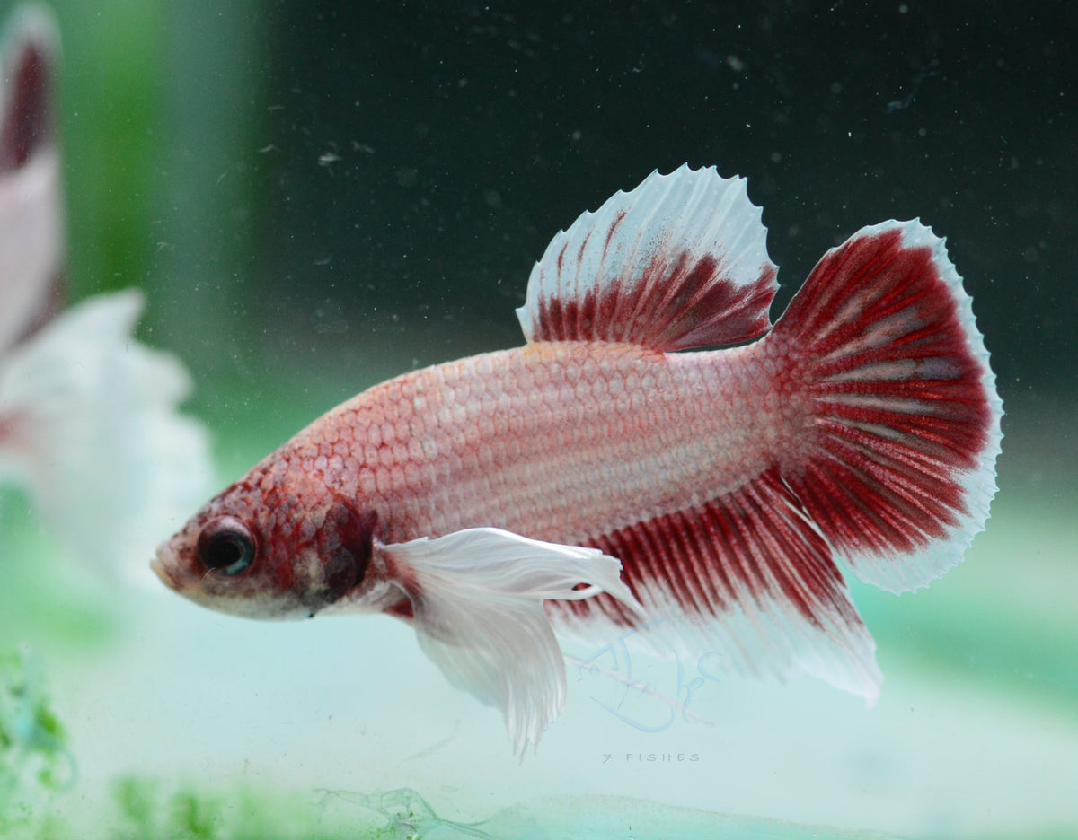 Pastel Red Dumbo HMPK Male
