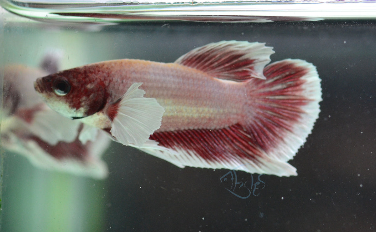 Pastel Red Dumbo HMPK Male