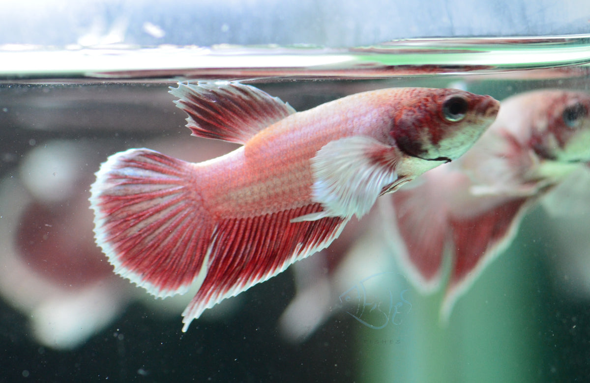 Pastel Red Dumbo HMPK Male