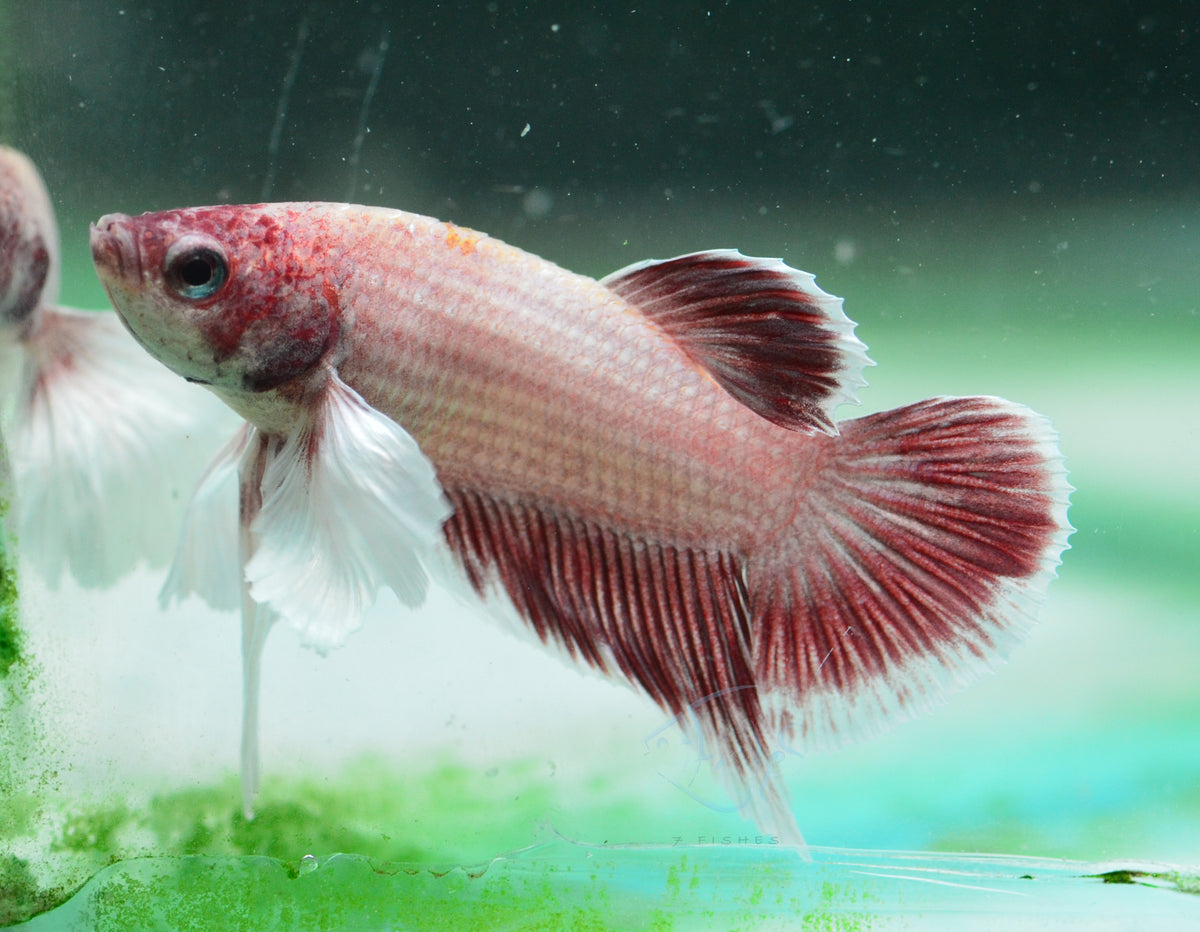Pastel Red Dumbo HMPK Male