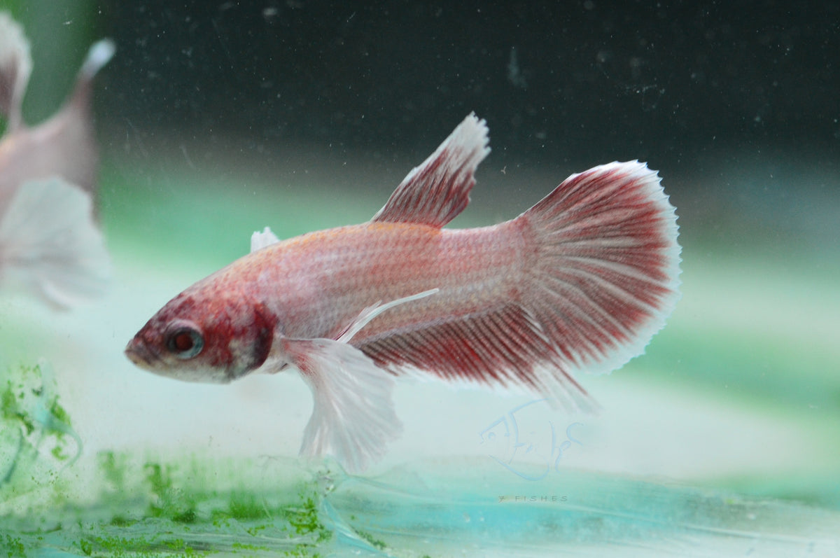 Pastel Red Dumbo HMPK Male