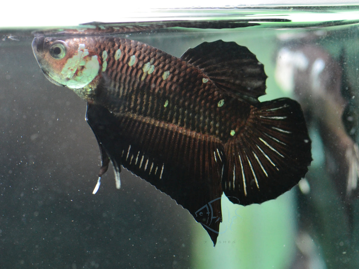 Black Mamba HMPK Male