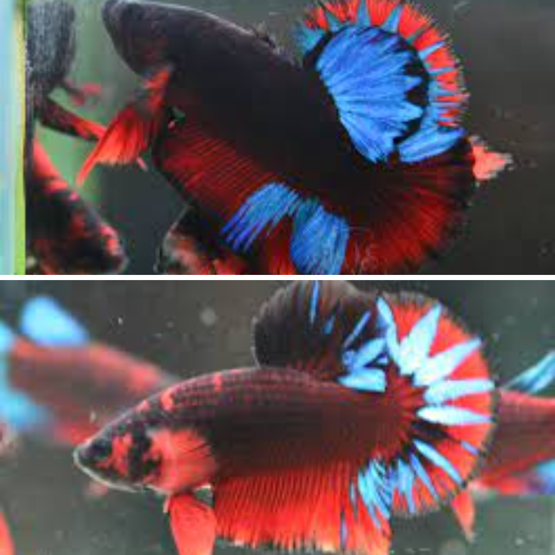 Assorted Black Base Red Hellboy Male