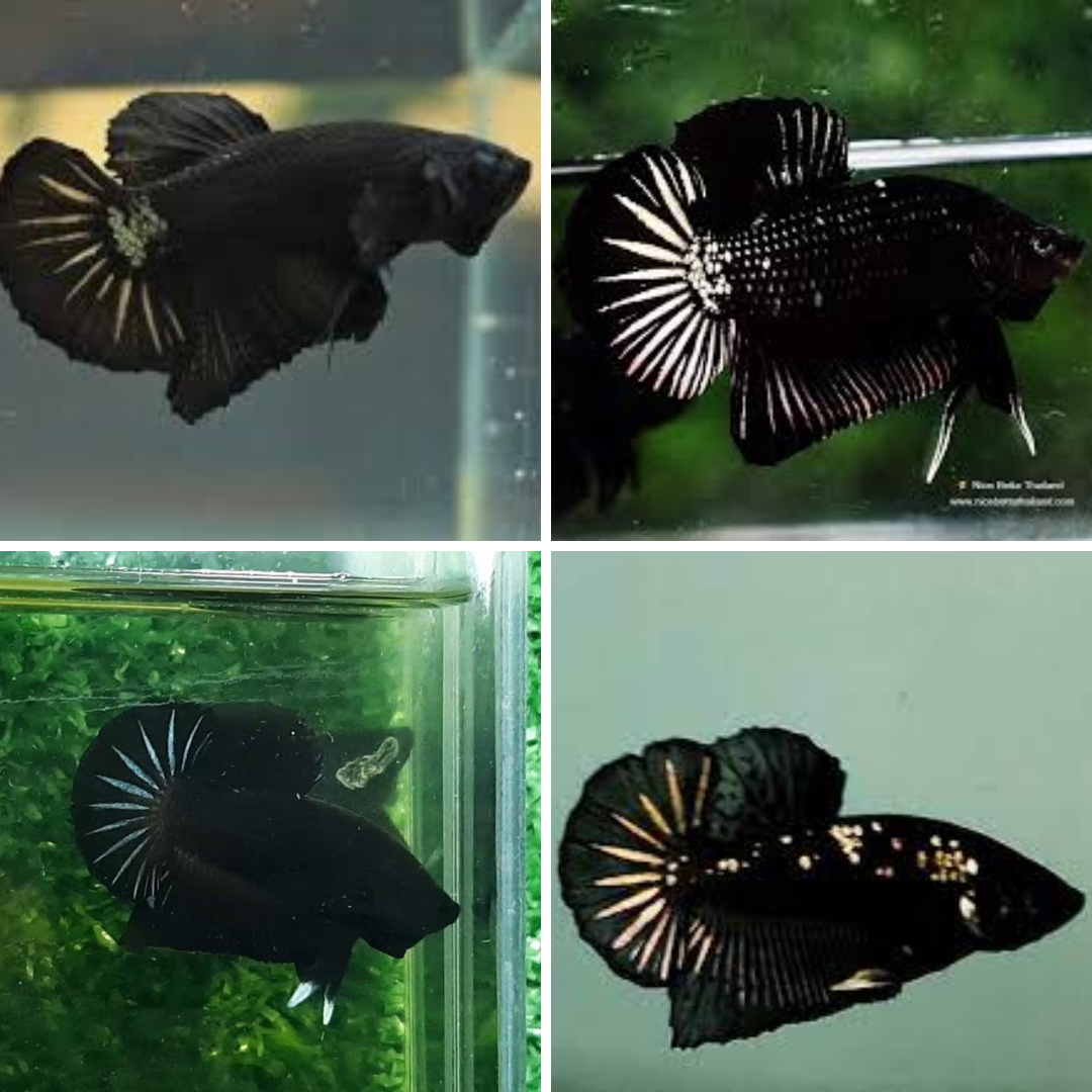 Assorted Black HMPK Male