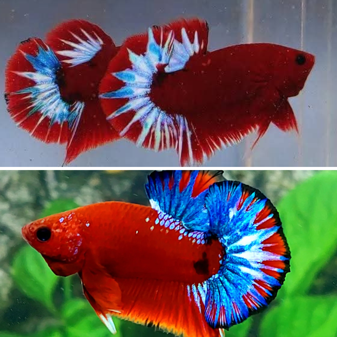Assorted Red Hellboy HMPK Male