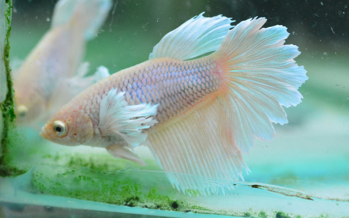 Pineapple Dumbo Delta-tail Female
