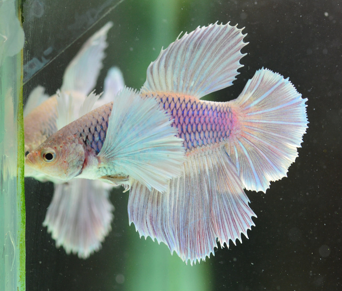 Lavender Dumbo Delta-tail Female