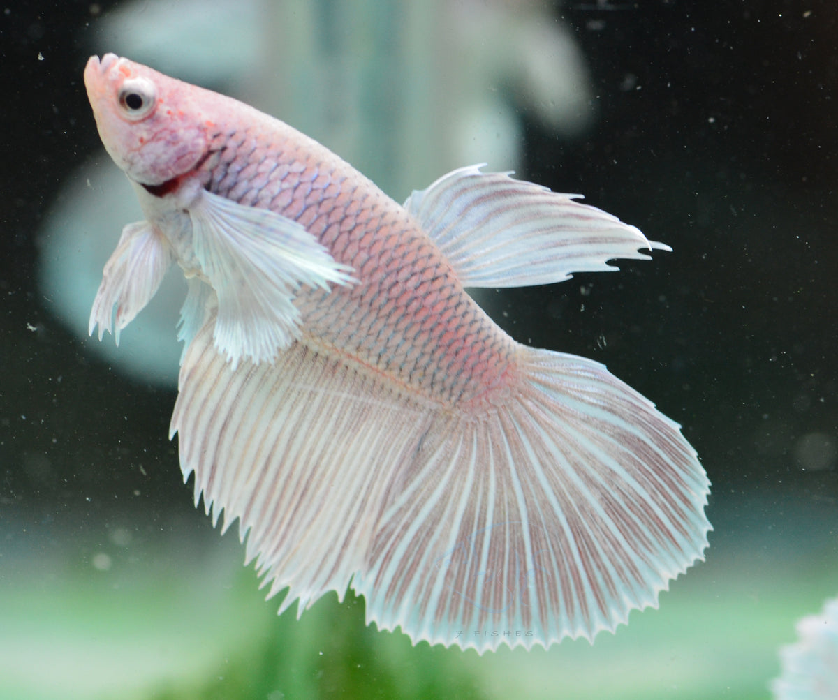Lavender Dumbo Delta-tail Female