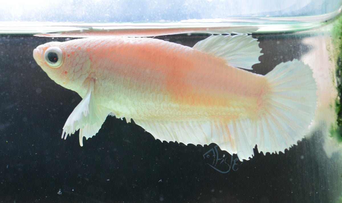 Platinum HMPK Female