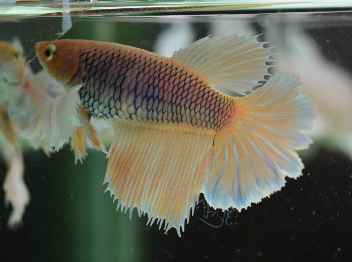 Pineapple Dumbo Delta-tail Female