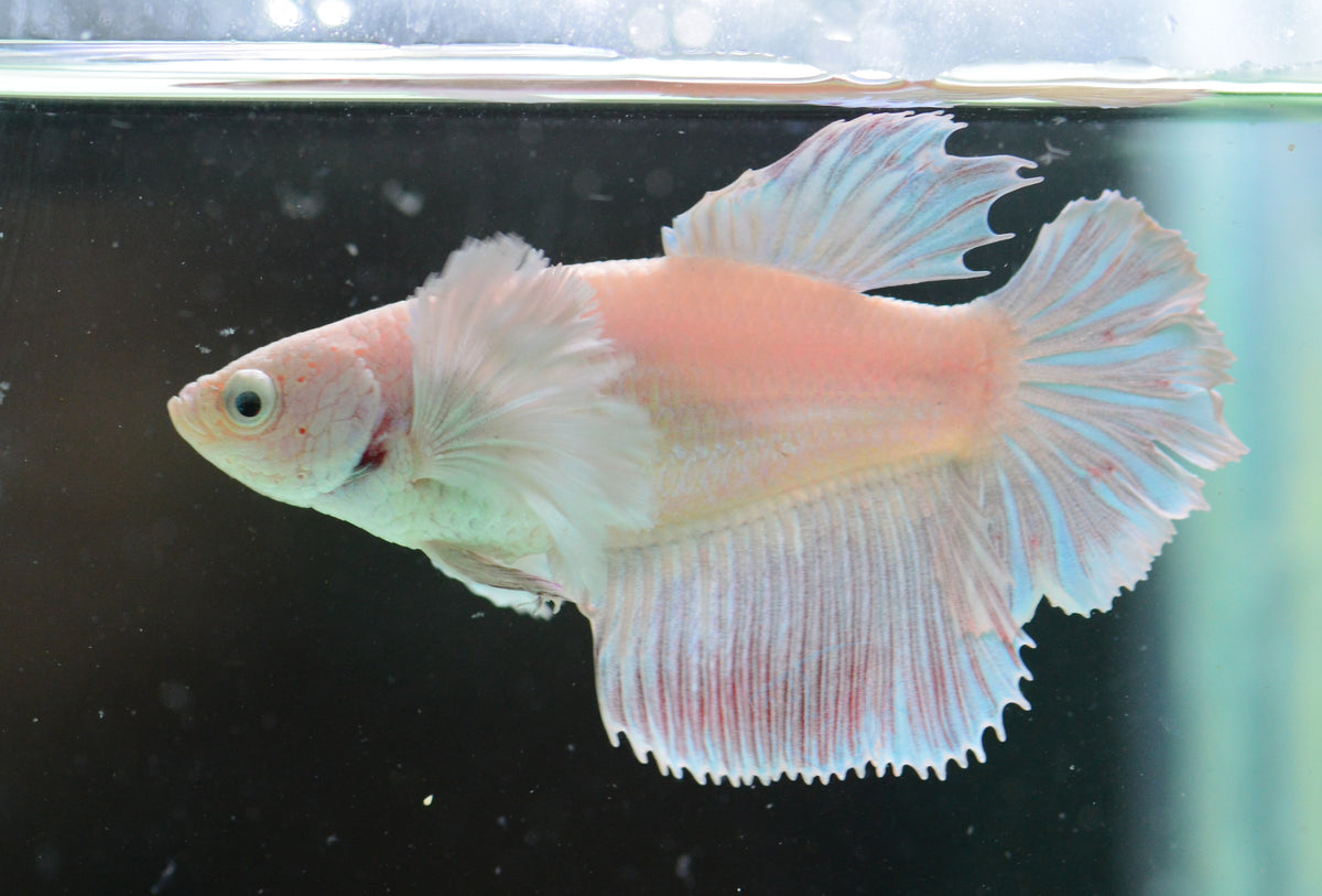 Pastel Dumbo Delta-tail Female