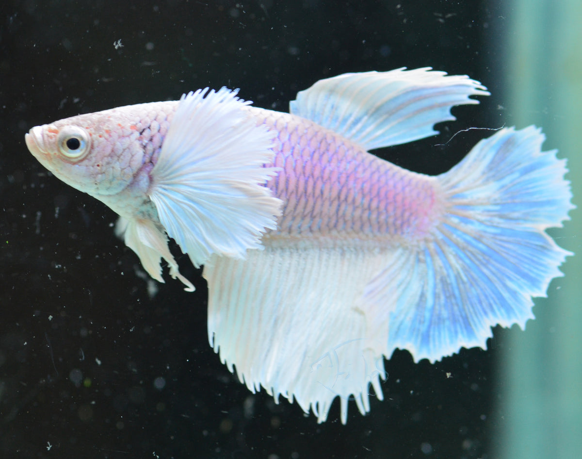 Pastel Purple Dumbo Delta-tail Female