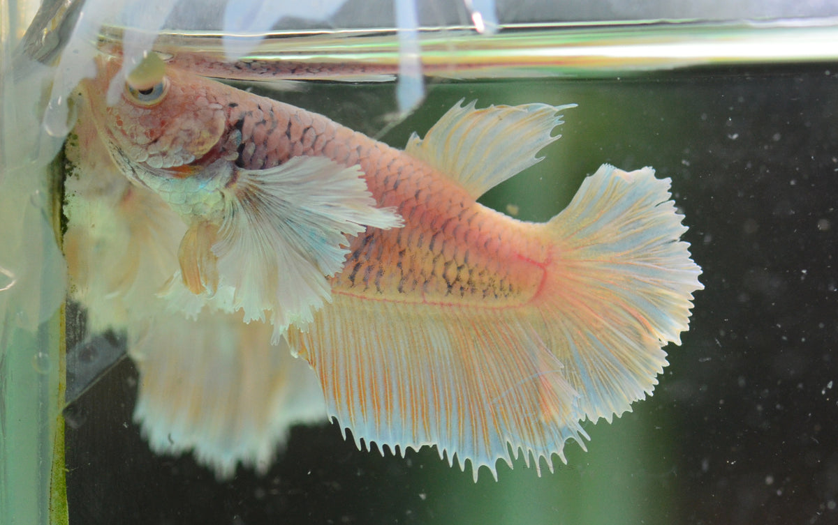 Pineapple Dumbo Delta-tail Female