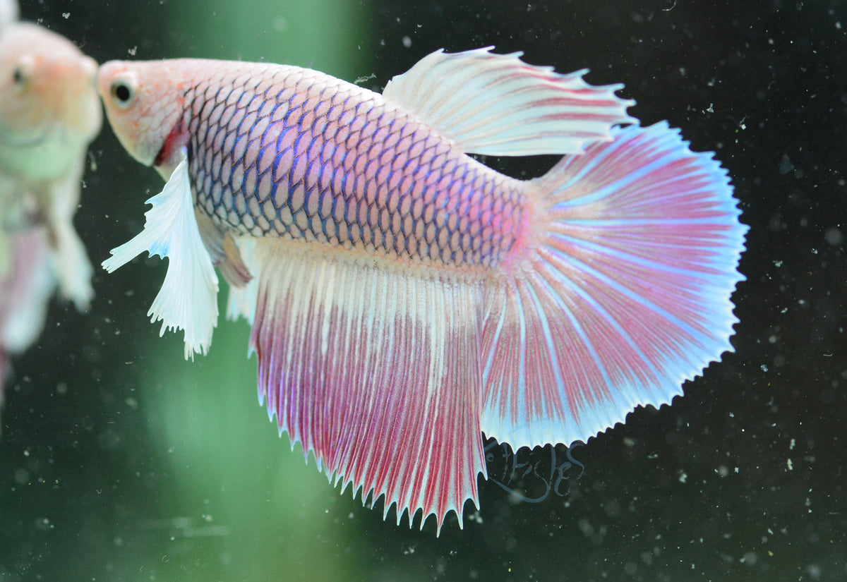 Lavender Dumbo Delta-tail Female