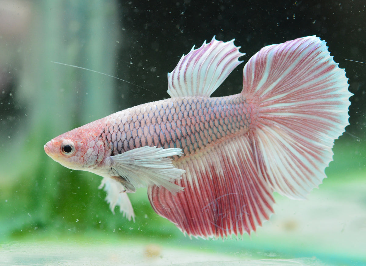 Lavender Dumbo Delta-tail Female